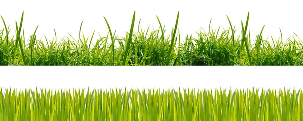 緑の草を背景に — ストック写真