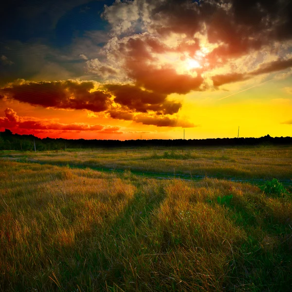 Grüne Wiese bei Sonnenuntergang — Stockfoto