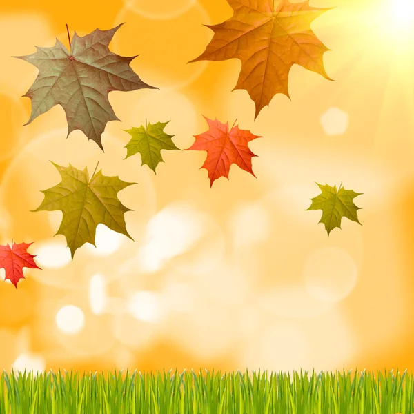 Gelber Herbsthintergrund — Stockfoto