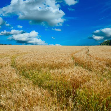 Mavi gökyüzü ile sarı tarla