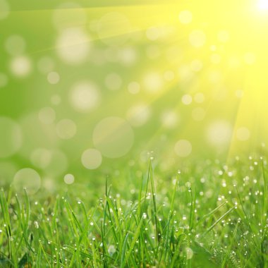 gün batımında yeşil alan