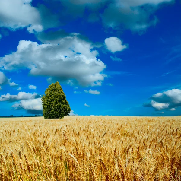 Gult fält med den blå himlen — Stockfoto