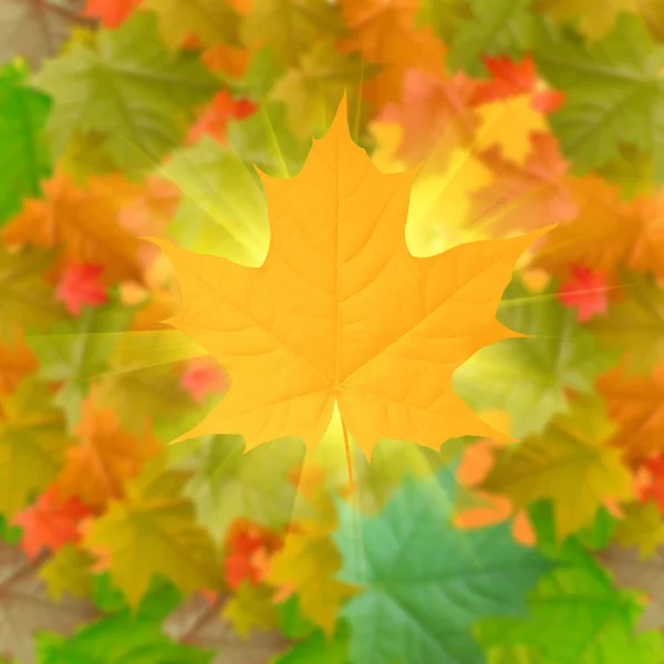 Žlutá podzimní pozadí — Stock fotografie