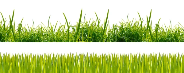 Grönt gräs på bakgrunden — Stockfoto
