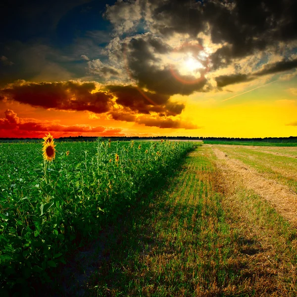 Zonnebloemen bij de zonsondergang — Stockfoto