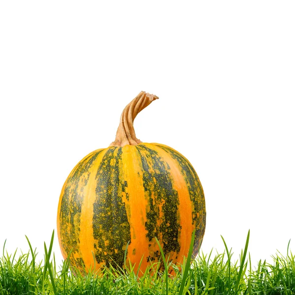 La calabaza amarilla — Foto de Stock