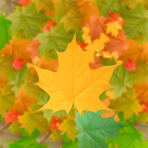 Yellow autumn background — Stock Photo, Image