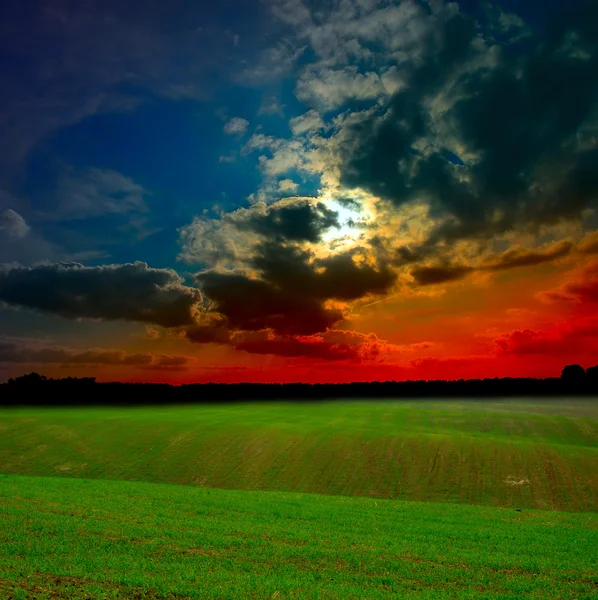 Field at sunset — Stock Photo, Image