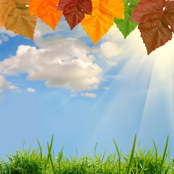 The colored leaves — Stock Photo, Image