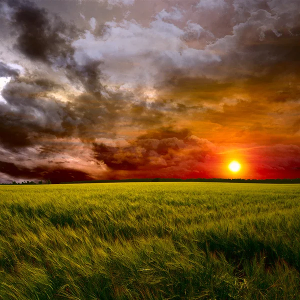 Groen veld bij zonsondergang — Stockfoto