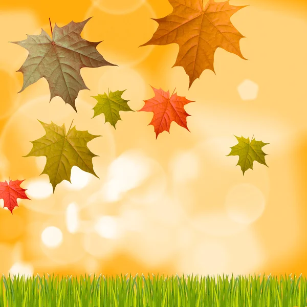 Giallo autunno sfondo — Foto Stock