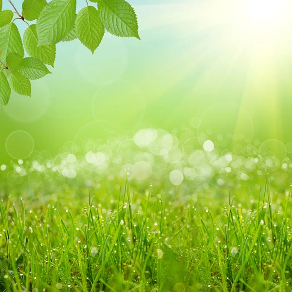 Grüner Hintergrund — Stockfoto