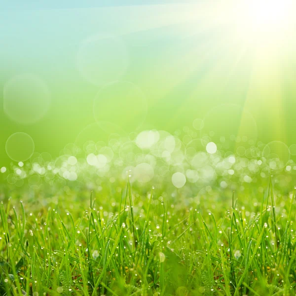 Grüner Hintergrund — Stockfoto