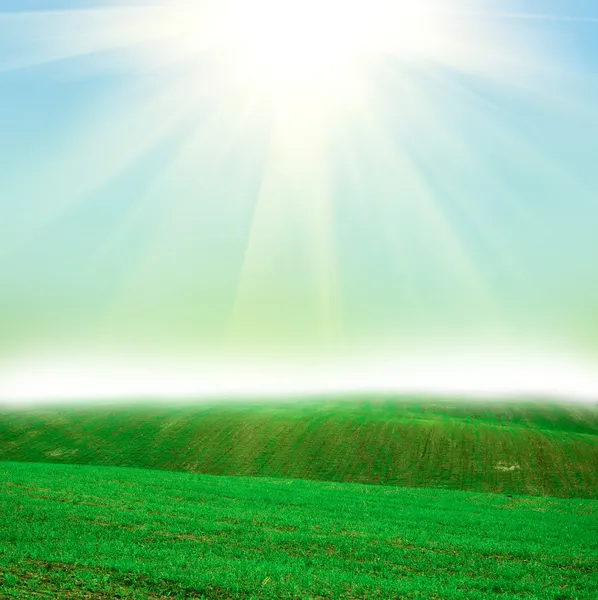 Field at sunset — Stock Photo, Image