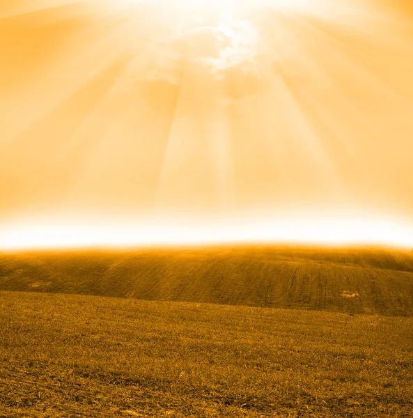 Field at sunset — Stock Photo, Image