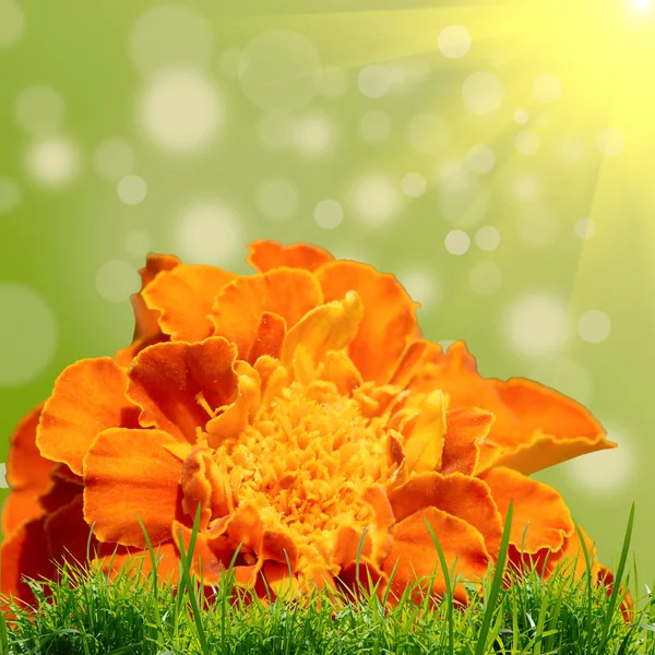 Yello virág a háttérben — Stock Fotó