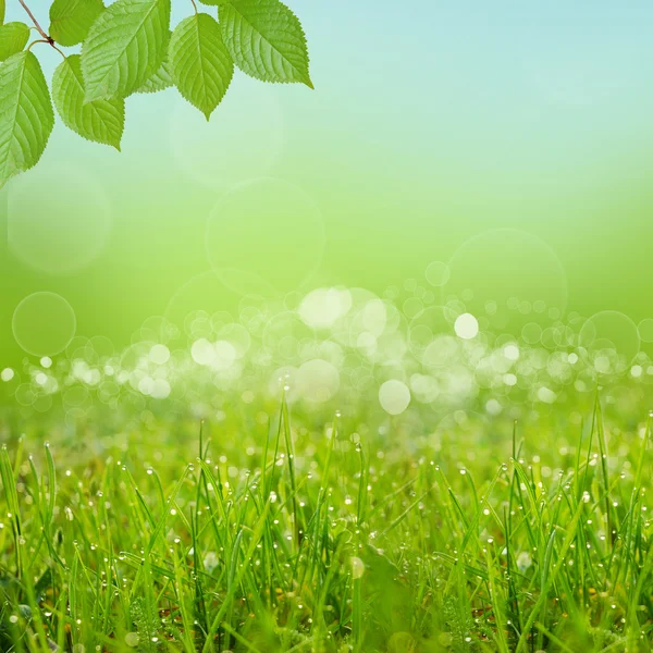 Green natute background — Stock Photo, Image