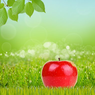 Yeşil çimlerde kırmızı elma