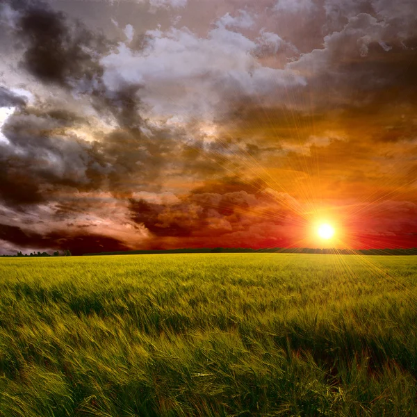 Green field at sunset — Stock Photo, Image