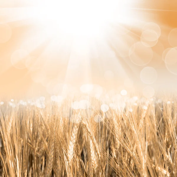 Zelená pšenice s oblohou — Stock fotografie
