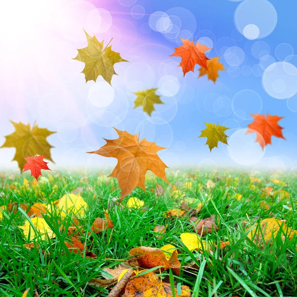 Green grass with thw leafs — Stock Photo, Image