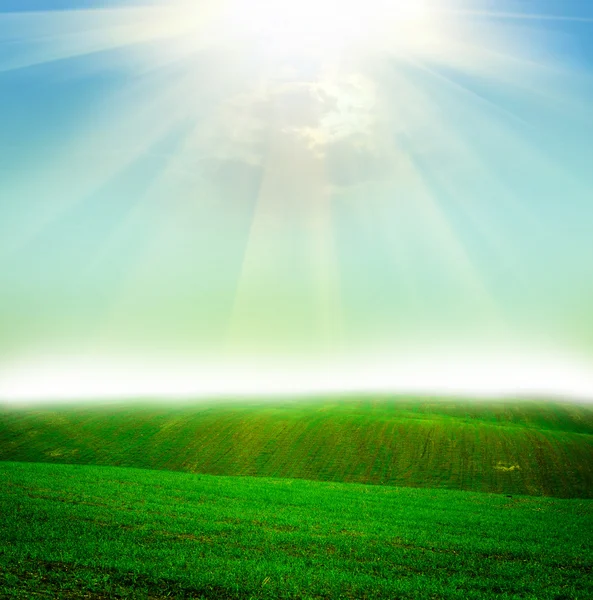 Field at sunset — Stock Photo, Image