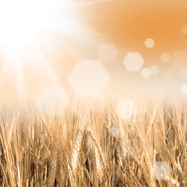 Зеленая пшеница с небом — стоковое фото