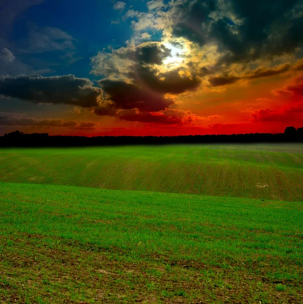 Campo ao pôr-do-sol — Fotografia de Stock