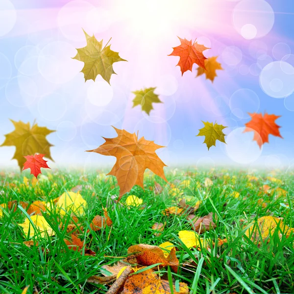 Green grass with thw leafs — Stock Photo, Image