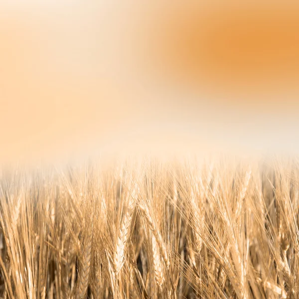 Green wheat with the sky — Stock Photo, Image