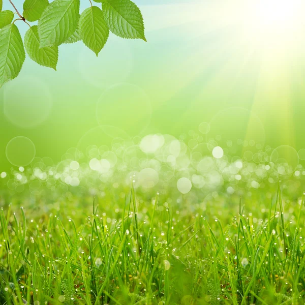 Green natute background — Stock Photo, Image