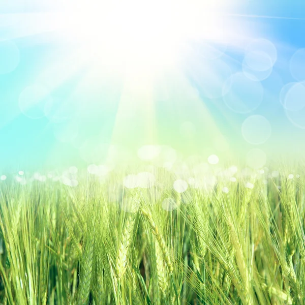 Зелена пшениця з небом — стокове фото