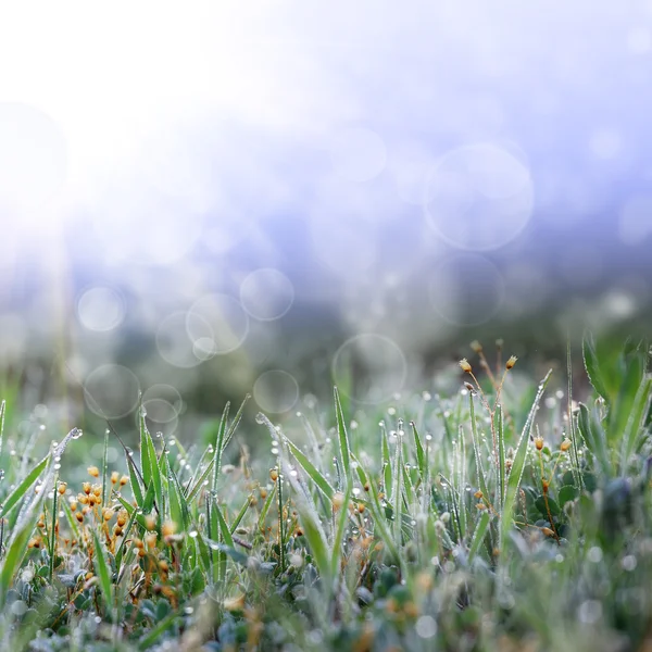 Grama verde com as gotas — Fotografia de Stock