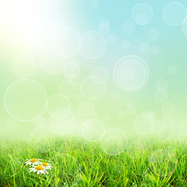 Green natute background — Stock Photo, Image