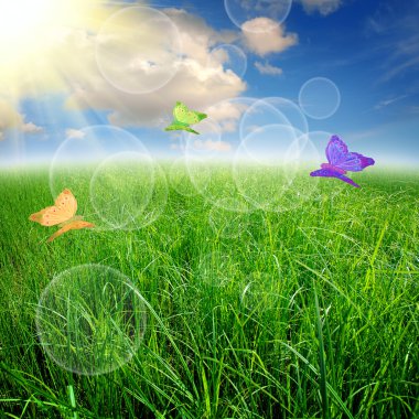 gün batımında yeşil alan