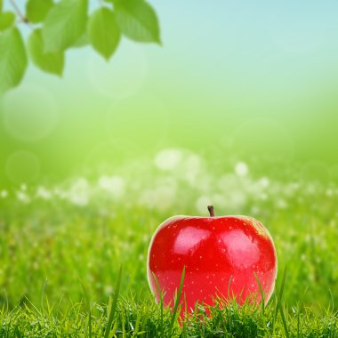 Yeşil çimlerde kırmızı elma