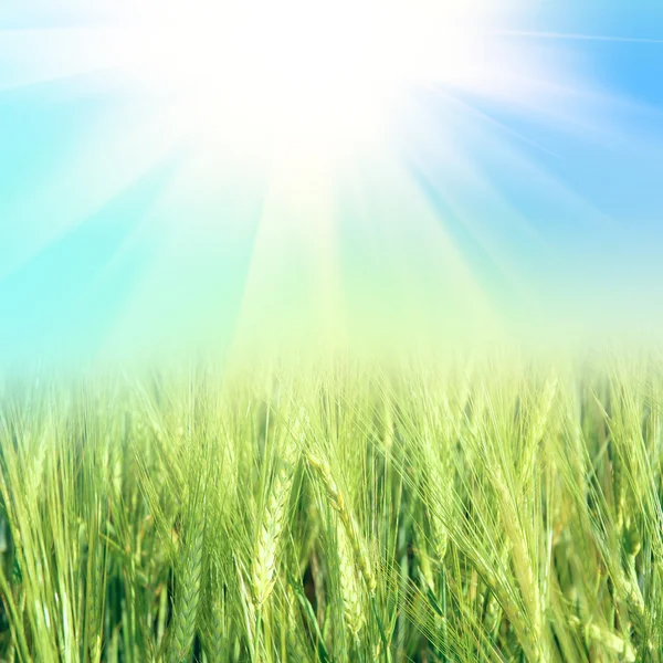 Grüner Weizen mit dem Himmel — Stockfoto