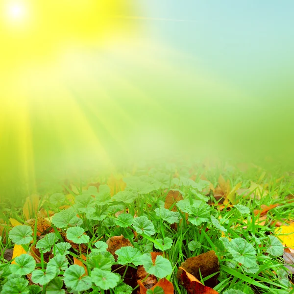 Hintergrund der grünen Natur — Stockfoto
