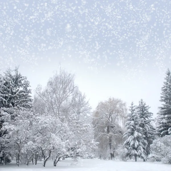 与雪的白色圣诞森林。 免版税图库图片