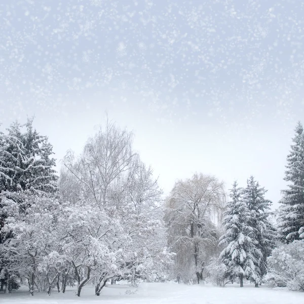 Witte Kerstmis bos met sneeuw — Stockfoto