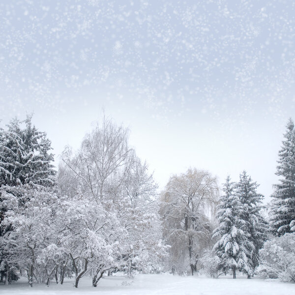 White christmas forest with snow