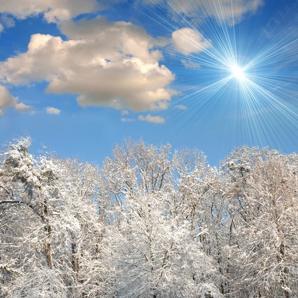 Vit vinter skog med mycket snö — Stockfoto