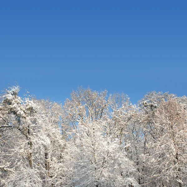 Forêt blanche d'hiver avec beaucoup de neige — Photo