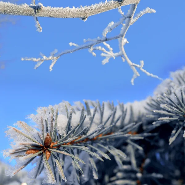 Снежное дерево в зимнем лесу — стоковое фото