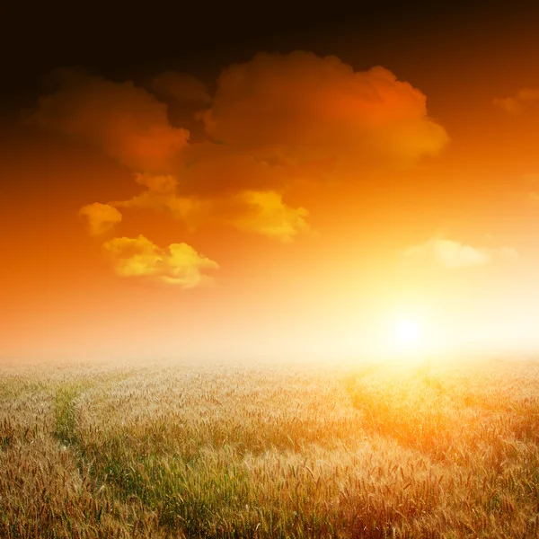 Yellow field with blue sky — Stock Photo, Image