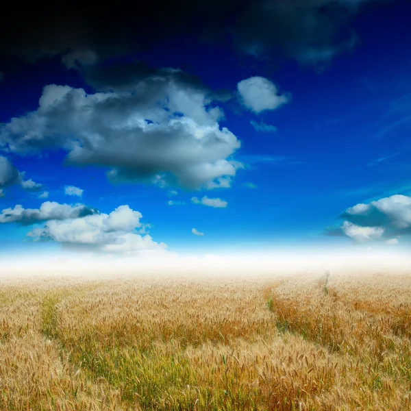 Yellow field with blue sky — Stock Photo, Image