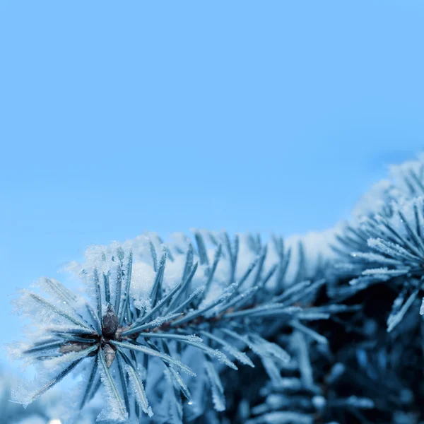 Albero nevoso nella foresta invernale — Foto Stock