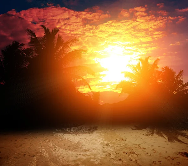 Palmeiras tropicais ao pôr-do-sol vermelho — Fotografia de Stock
