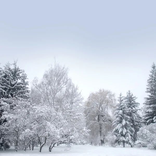 与雪的白色圣诞森林。 — 图库照片