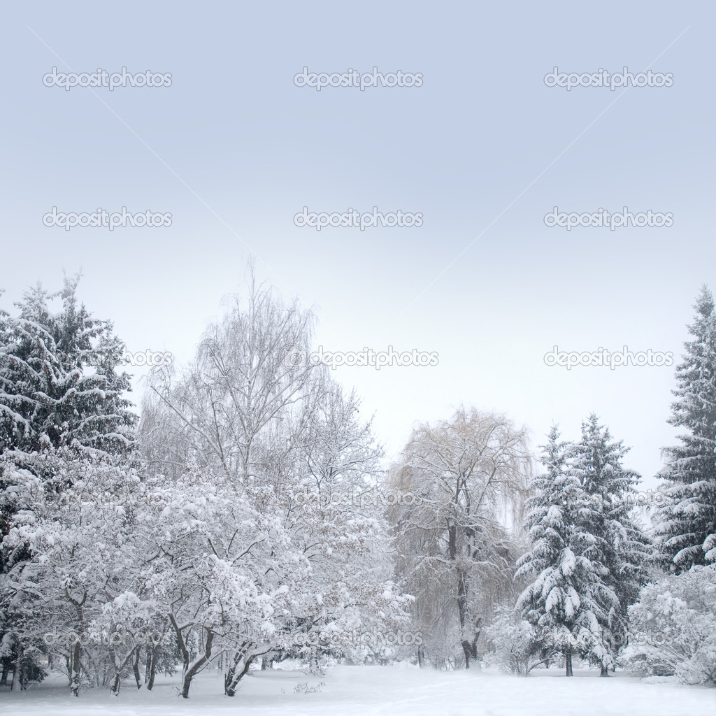 White christmas forest with snow